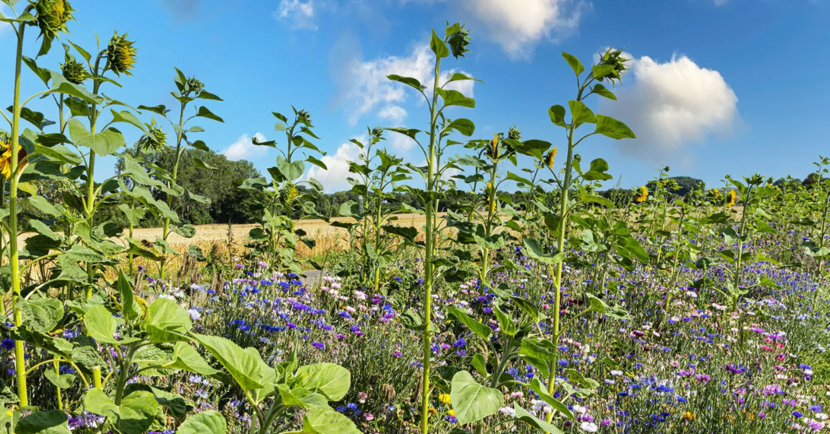 Landschap met bloemen